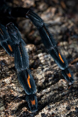 Venezuelan suntiger tarantula Psalmopoeus irminia
