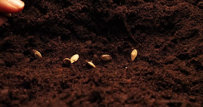 A woman plants seeds in the ground in a garden bed. A farmer plants vegetable seeds in spring in a garden bed in fertile soil. Growing vegetables for sale in the garden. Agribusiness.
