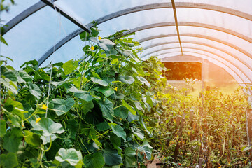 Cucumbers and tomatoes grow inside polycarbonate greenhouse solar arc, sunlight through transparent...