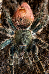 Flame Rump Tree Spider Thrixopelma ockerti