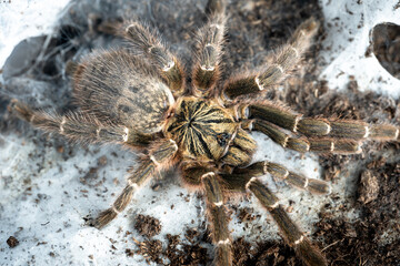 Orange baboon tarantula Pterinochilus murinus