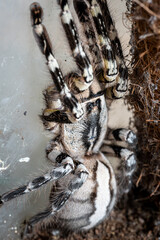 Indian ornamental tree spider Poecilotheria regalis