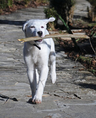 White puppy with a stick