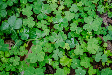 Violet Wood-sorrel Oxalis.