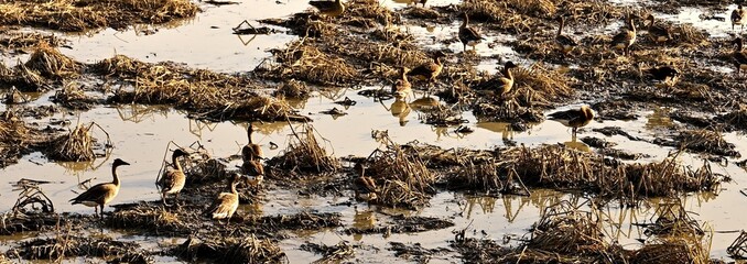 Wetlands and migratory birds at sunset at Hwapocheon Stream in Gimhae