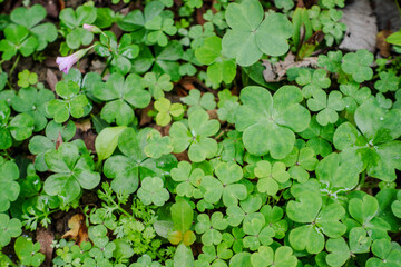 Violet Wood-sorrel Oxalis.
