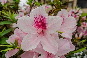 Rhododendron.