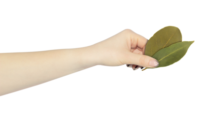 Bay leaf in hand, outstretched hand with bay leaf isolated from background