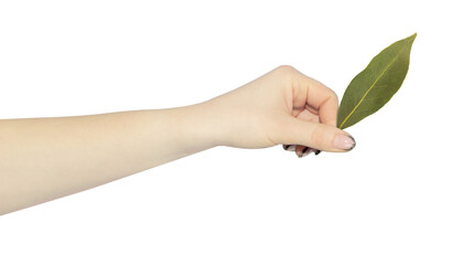 Fototapeta na wymiar Bay leaf in hand, outstretched hand with bay leaf isolated from background