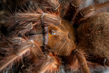 Goliath giant bird eater Theraphosa apophysis