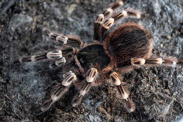 Giant knee tarantula Acanthoscurria geniculata