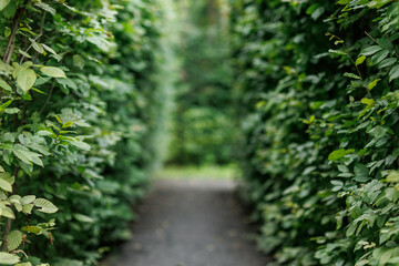 Bright green tunnel made from foliage lush plants. Footpath or walkway between fresh natural leaves. Alley at park. Summertime. Background of nature