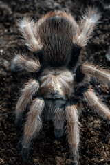 Arizona blonde tarantula Aphonopelma chalcodes