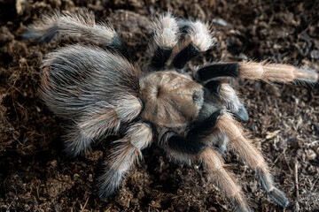 Arizona blonde tarantula Aphonopelma chalcodes