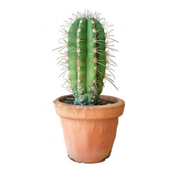 a cactus i a pot on isolated transparent background
