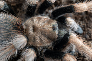 Arizona blonde tarantula Aphonopelma chalcodes