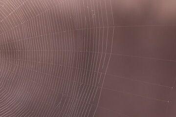 particolare dei fili di una ragnatela