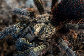 Cuban bronze tarantula Phormictopus auratus