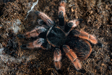 Mexican pink tarantula Brachypelma klaasi