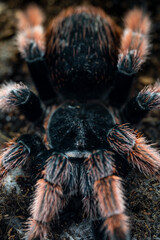 Mexican pink tarantula Brachypelma klaasi