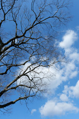 冬の青空と樹木