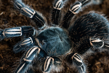 Costa Rican zebra tarantula Aphonopelma seemanni