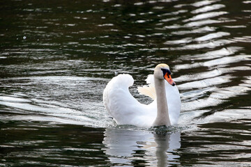 White swan on water in a pond