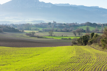 Fototapeta premium nice view of the green sown field with village in the background
