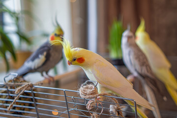 Parrots are sitting on a cage.Cute cockatiels.Cockatiel parrots pets.Parrots are playing.
Caring for pets.Two parrots.Smart bird.Bird with a crest.Cute animal.Funny bird.Parrot looks.Cockatiel.Pet.