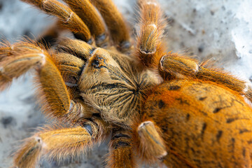 Orange baboon tarantula Pterinochilus murinus