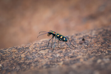 Selective focus, Cicindela aurulenta, beautiful colors on rocks along a river in northern Thailand. Local people call it the tiger beetle.