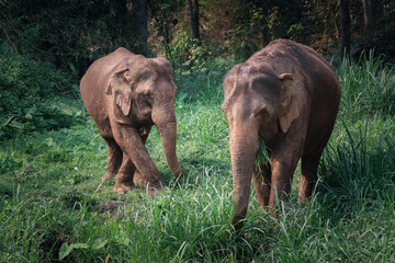 Two Thai wild elephants happily graze in the free-range care of the hill tribes in Chiang Mai, Thailand. Asian elephants that look cute and beautiful