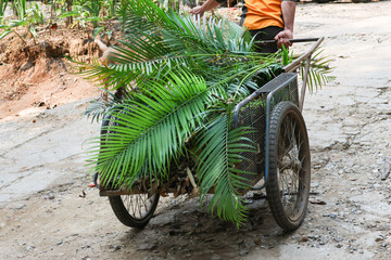 Fototapeta premium A gardener's cart full of leaves and twigs removes leaf weeds from the yard. To decorate the garden to look beautiful