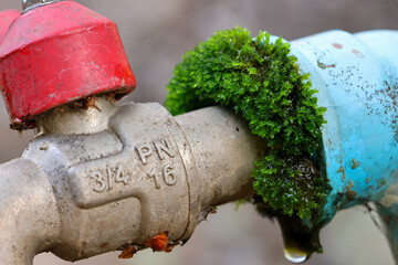 Selective focus: Green moss clings to the base of the faucet has quality and will not rust from...