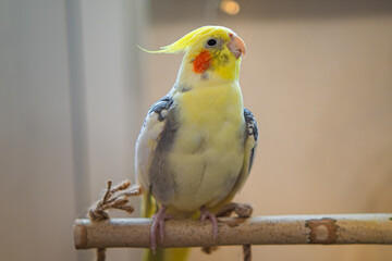 Beautiful photo of a bird. Ornithology.Funny parrot.Cockatiel parrot.
Home pet yellow bird.Beautiful feathers.Love for animals.Cute cockatiel.Home pet parrot.A bird with a crest.Natural color.
memes.