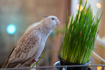 Beautiful photo of a bird. Ornithology.Funny parrot.Cockatiel parrot.
Home pet yellow...