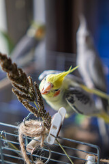 Cockatiel parrots.Funny parrots.Cockatiel pets.Bird with a crest.Cute animal.Funny...