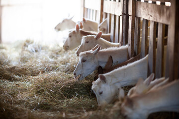 White Goats in an Alpine Dairy Farm Eating Hay