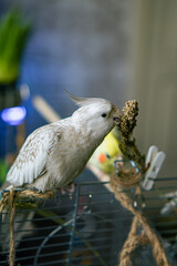 Cockatiel parrots.Funny parrots.Cockatiel pets.Bird with a crest.Cute animal.Funny bird.Cockatiel.Parrots are playing.
Caring for pets.Birds.Animals.Cute cockatiel.Home pet parrot.The best birds.