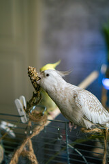 Parrots are sitting on a cage.Cute cockatiels.Cockatiel parrots pets.Parrots are playing.
Caring for pets.Two parrots.Smart bird.Bird with a crest.Cute animal.Funny bird.Parrot looks.Cockatiel.Pet.