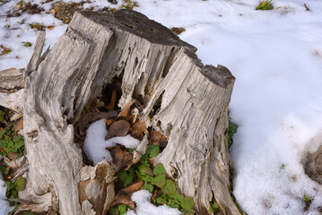 A rotten stump in the snow