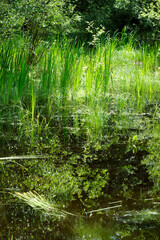 Fototapeta na wymiar The Fairy pond, spring season in Fontainebleau forest.