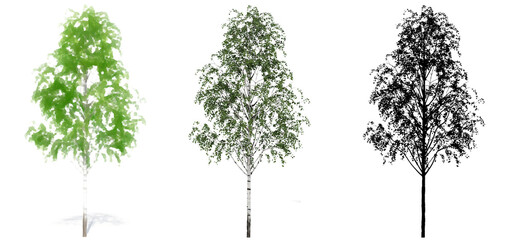 Set or collection of European White Beech trees, painted, natural and as a black silhouette on white background. Conceptual 3d illustration for nature, ecology and conservation, strength, beauty
