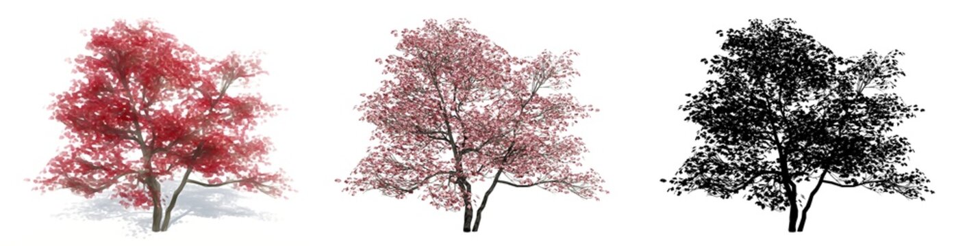 Set or collection of Flowering Dogwood trees, painted, natural and as a black silhouette on white background. Conceptual 3d illustration for nature, ecology and conservation, strength, beauty
