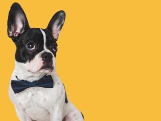 Cute puppy and bright bow tie. Close-up, indoors. Concept of beauty and fashion. Studio shot, isolated background. Congratulations for family, loved ones, relatives, friends and colleagues. Pets care