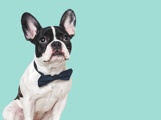 Cute puppy and bright bow tie. Close-up, indoors. Concept of beauty and fashion. Studio shot, isolated background. Congratulations for family, loved ones, relatives, friends and colleagues. Pets care