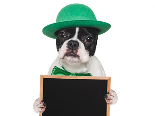 Lovable, pretty puppy and a bright green hat. Happy St. Patrick's Day. Closeup, studio shot. Congratulations for family, loved ones, relatives, friends and colleagues. Pets care concept