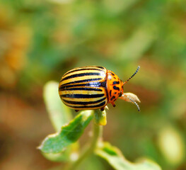 colorado potato beetle