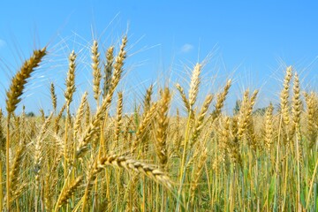 golden wheat field