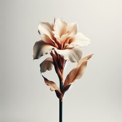 uncommon peony with twisted petals 
